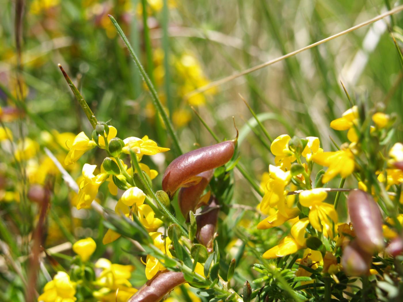 Greenweed, English fruit